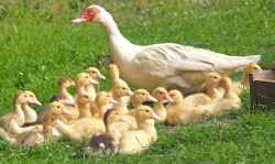ducklings-chicks-mama-duck-160509.jpeg